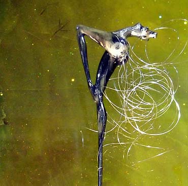 Realizzazione artistica ad opera di Lorenza Soldà - Moose Design